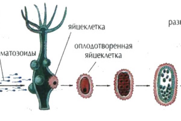 Кракен сайт ссылка тор браузере